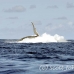 whale_humpback_h_00420_dom2467.jpg